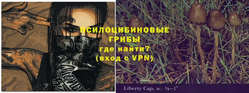 Псилоцибиновые грибы Psilocybe  shop официальный сайт  Вяземский  даркнет сайт 